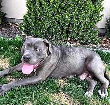 Photo of Cagney (Formerly Amelia)