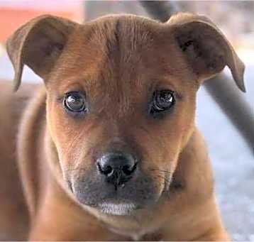 Photo of ScoobyDoo