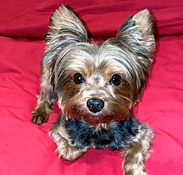 Photo of Max