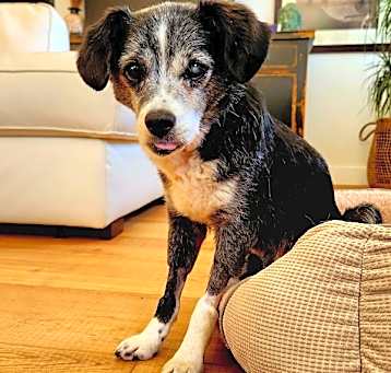 Photo of Dottie