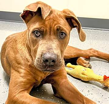 Photo of Tater - Off site Mutts with Manners