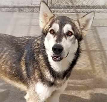 Photo of Lobo