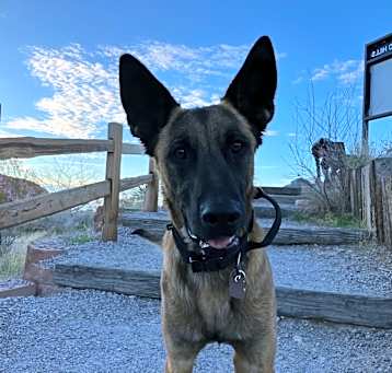 Photo of Max