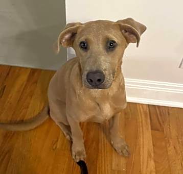 Photo of Honey