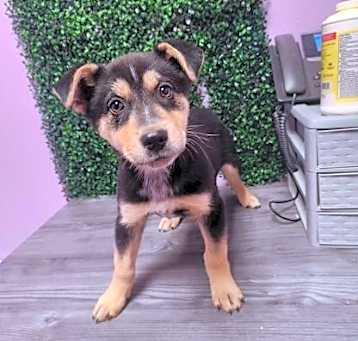Photo of KIRA.