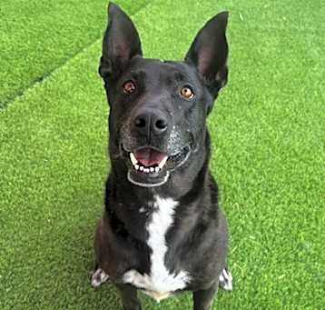Photo of Koda