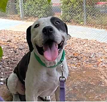 Photo of Patches
