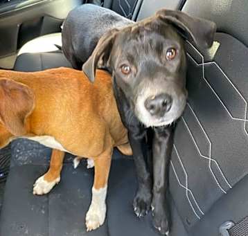 Photo of Pepper*
