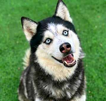 Photo of Rex