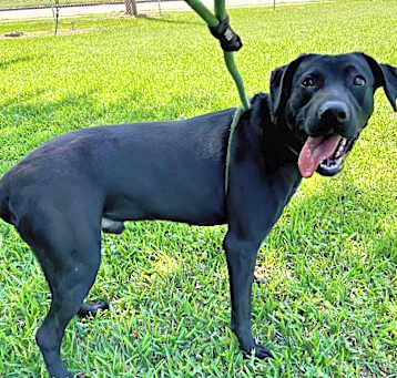 Photo of Loki
