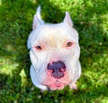 Photo of Hector Happy Smart Boy