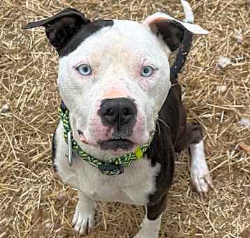 Photo of Otis