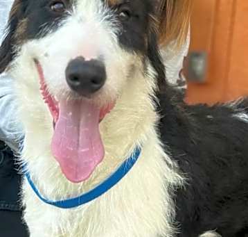 Photo of Chip