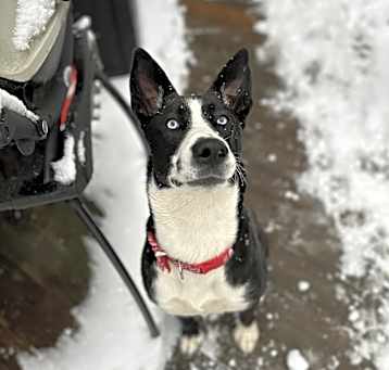 Photo of Bailey