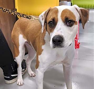 Photo of BRONCO