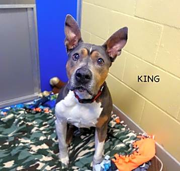 Photo of King
