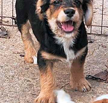 Photo of Jingle