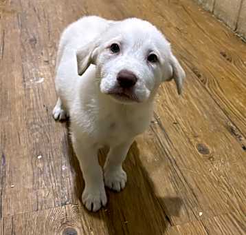 Photo of Ada