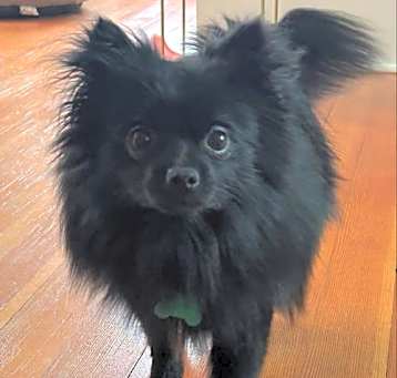 Photo of Gunny