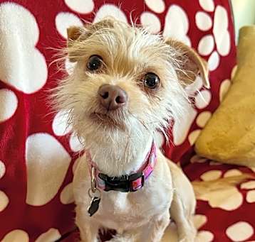Photo of Chickpea