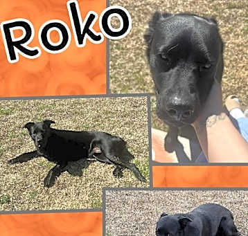 Photo of Roko