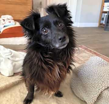 Photo of Harvey