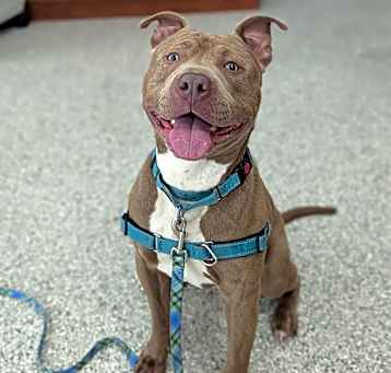 Photo of Bronco