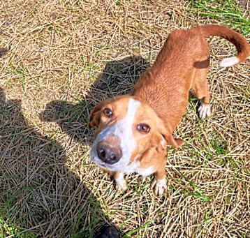 Photo of Redd