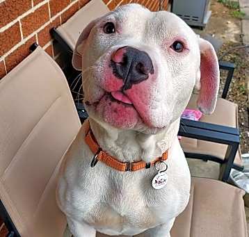 Photo of Dax