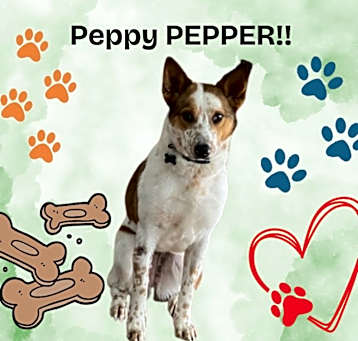 Photo of Pepper