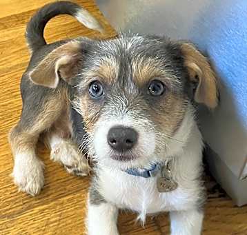 Photo of Beau