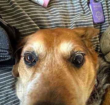 Photo of Dolly