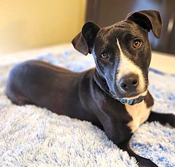 Photo of Rebel