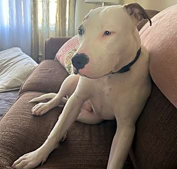 Photo of Buddy!  Looking for a BFF