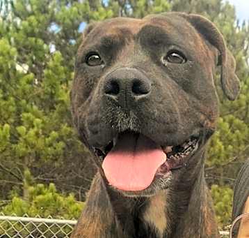 Photo of Willow