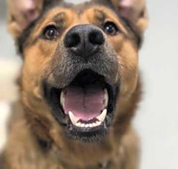 Photo of Dingo