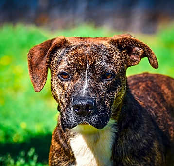 Photo of Porter