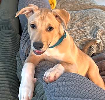 Photo of Biscuit