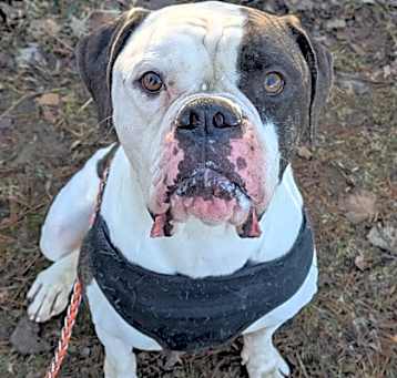 Photo of Luther