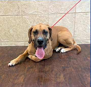 Photo of Dog Kennel #19 Moose
