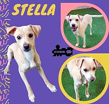 Photo of Stella