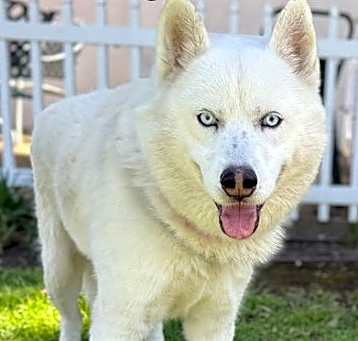 Photo of SNOWBALL