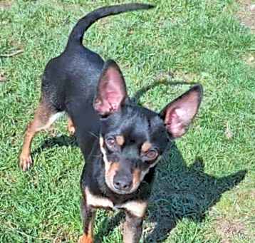 Photo of Buddy