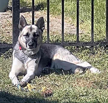 Photo of MAGGIE