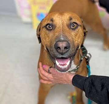 Photo of Duchess