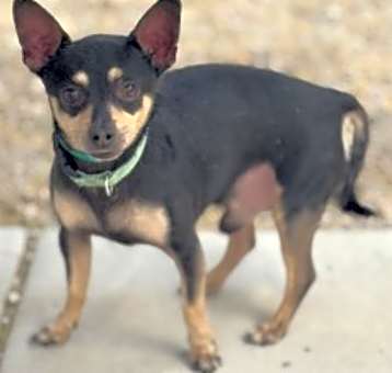 Photo of Peanut