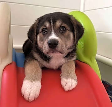 Photo of Bohdi (fka Barney at BARC shelter)