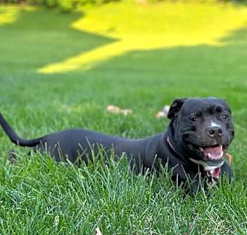 Photo of Capone