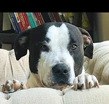 Photo of Onyx