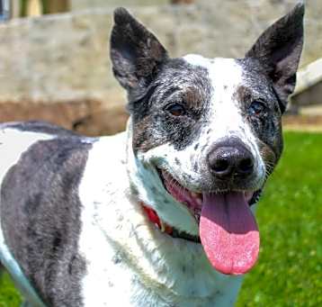 Photo of Duke